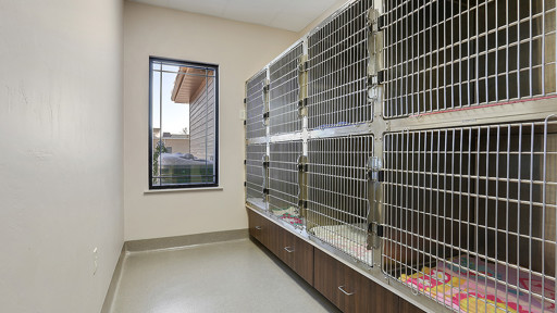 Feline Ward